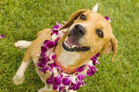 Pet Boarding the Aloha Way